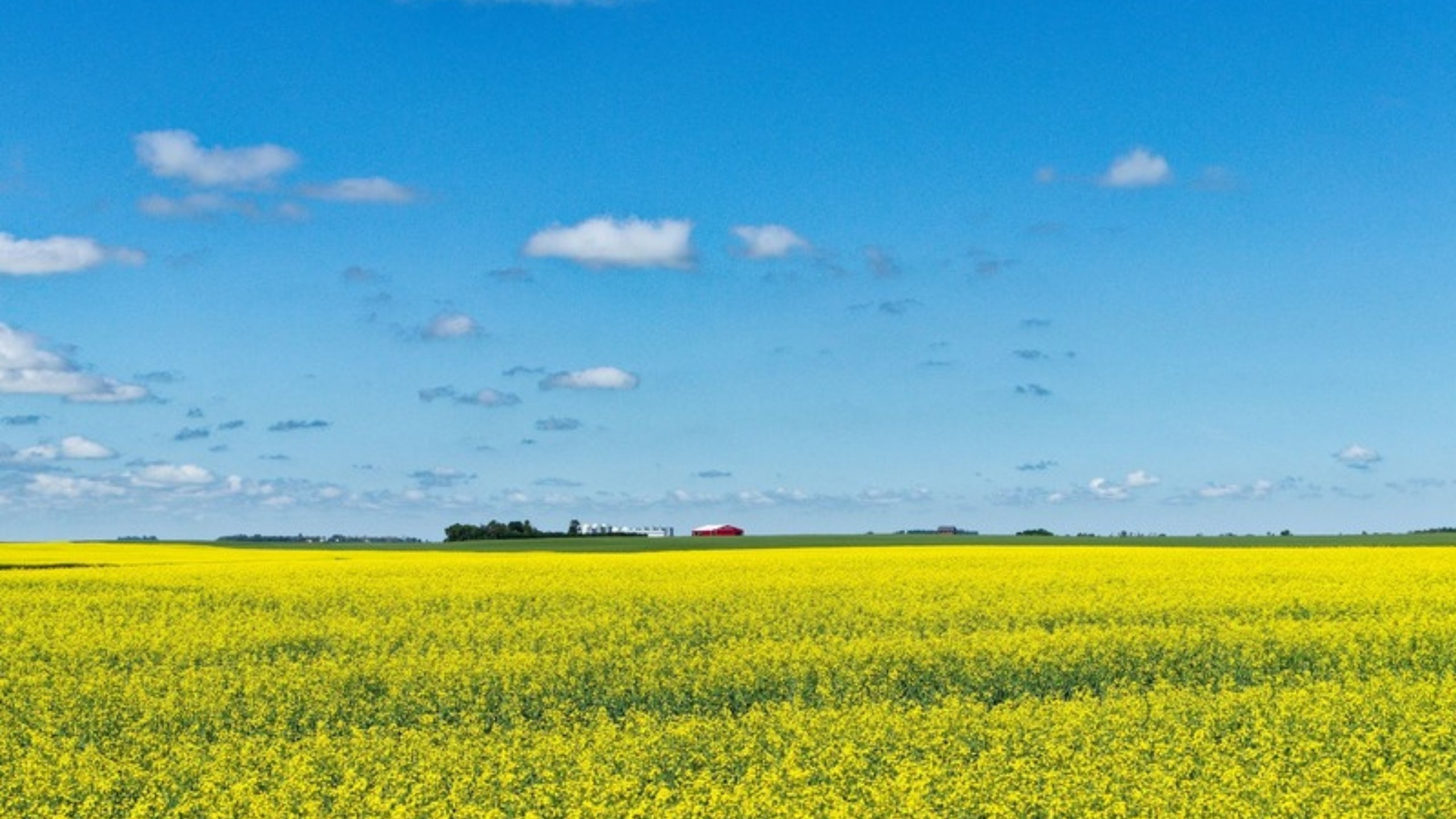 Yellow canola fields stretching to the horizon under a blue sky