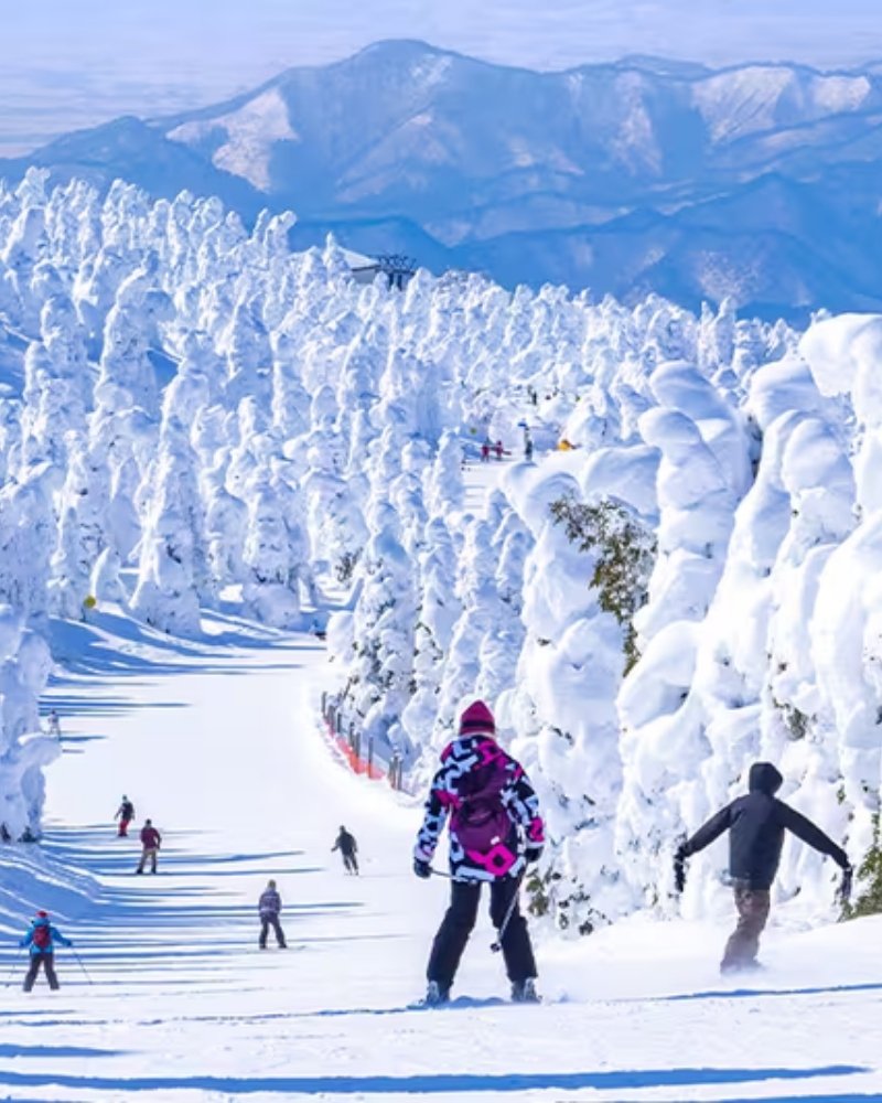 Skiers descending a run lined with snow-frosted trees in Japan