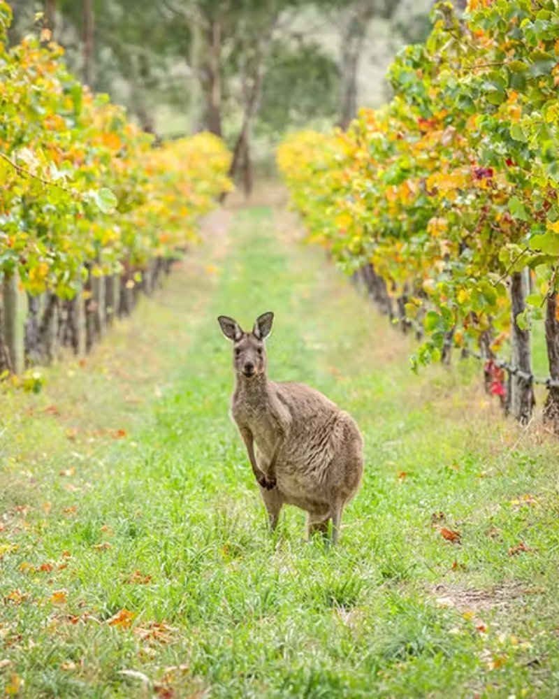 Kangaroo standing between autumn vineyard rows in Australia