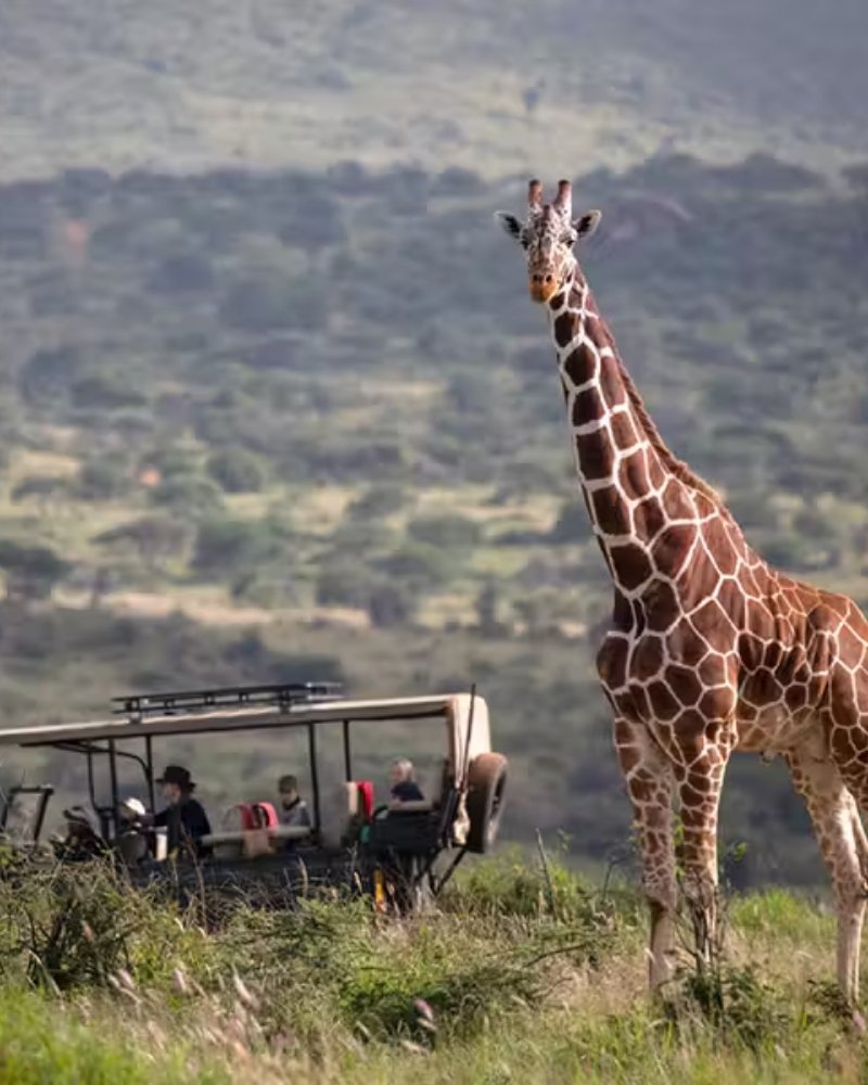 Giraffe beside a safari vehicle in the African bush