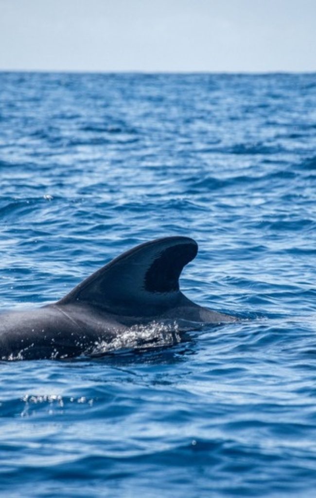 A pilot whale surfacing off the coast of Tenerife