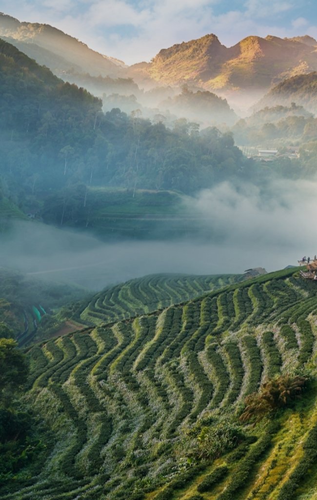 Misty tea terraces in the mountains of northern Thailand