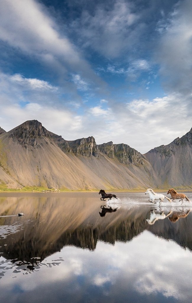 Icelandic horses running through a shallow lagoon below dark mountains