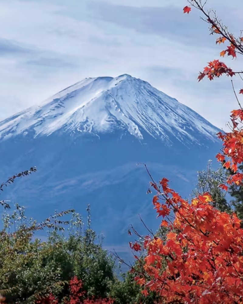 Mount Fuji framed by red autumn maple leaves