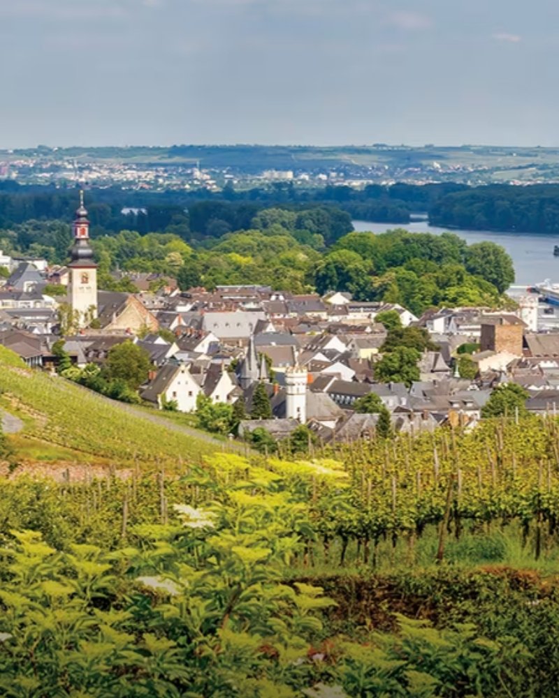 Rhine village church and vineyards above the river