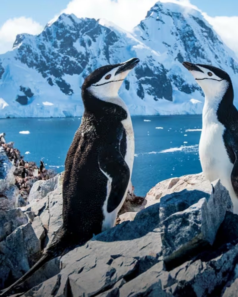 Chinstrap penguins on rocks with Antarctic peaks behind