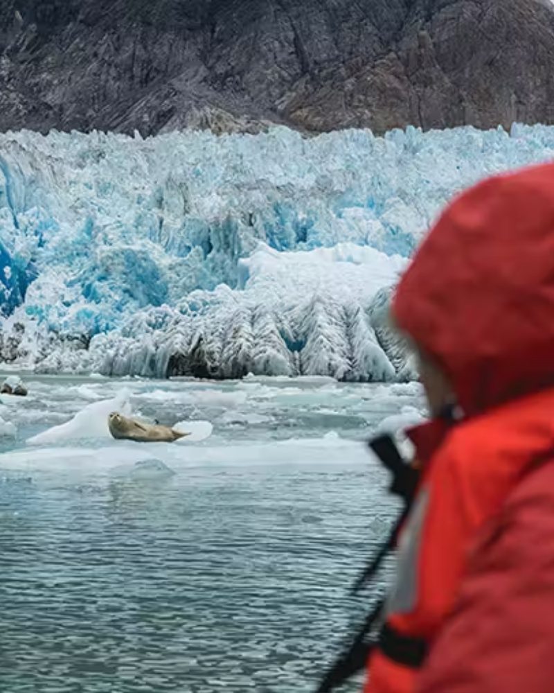 A guest watching a seal on the ice in front of a glacier