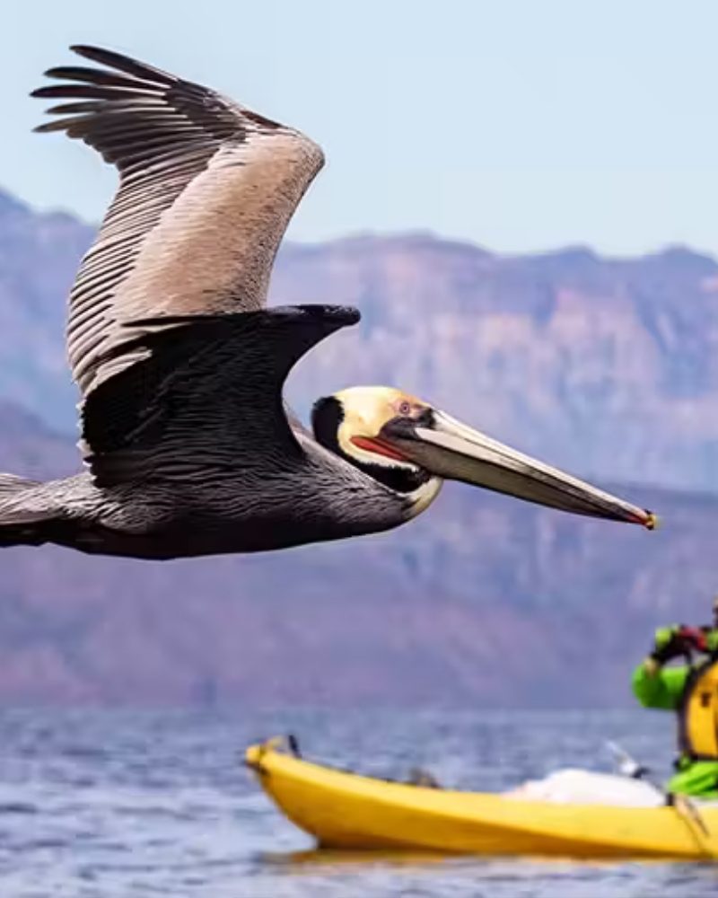 A brown pelican flying past a kayaker in the Sea of Cortez