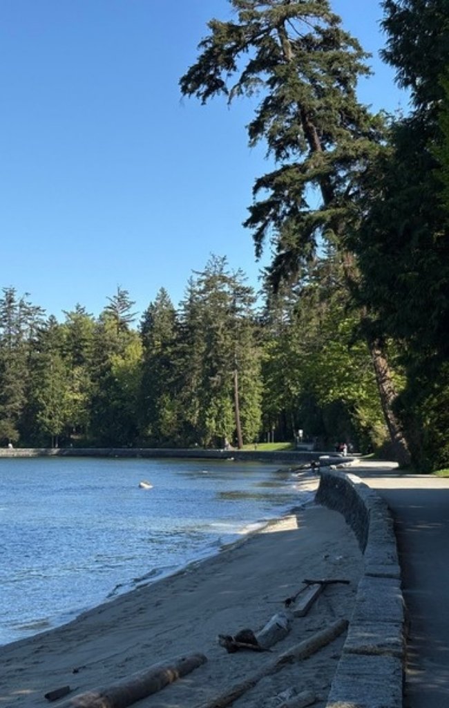 The seawall path winding beside tall trees in Stanley Park