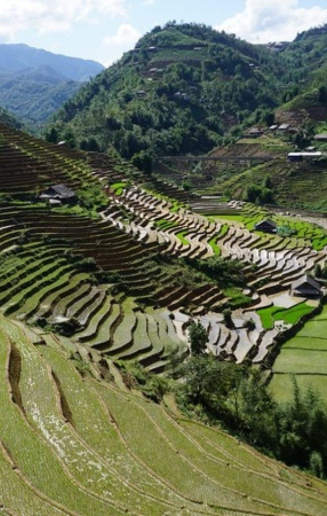 Rice terraces in the hills of Sa Pa
